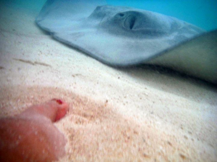 2-25-stingray_underwater_hunting_cathy_toes